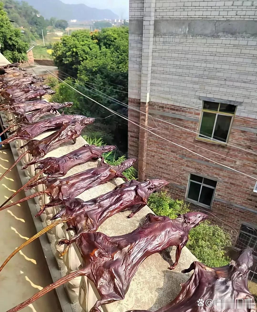 隔壁村里面看到的，这是个什么玩意儿？有没有认识的朋友？ 