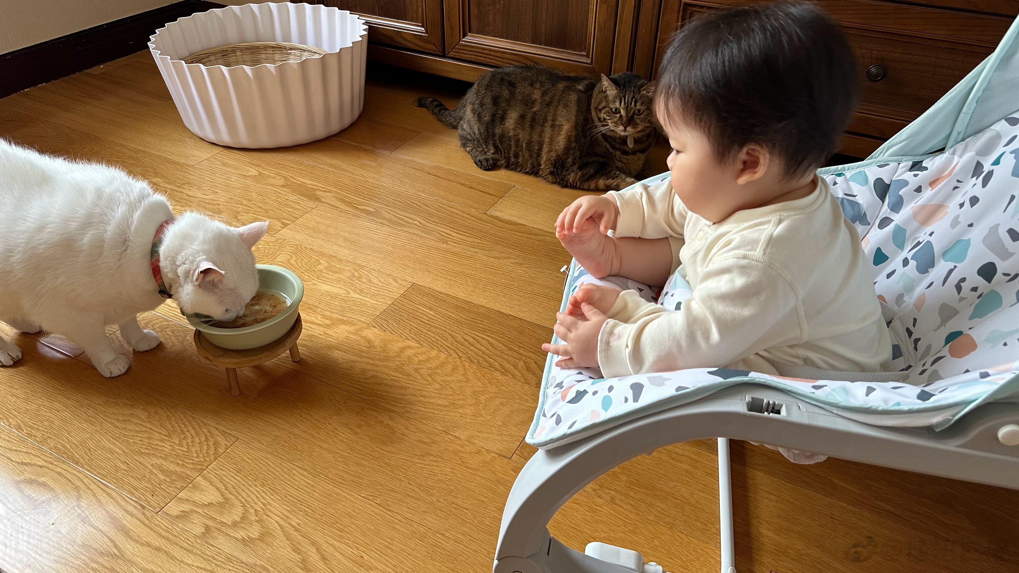 #糖妞家的日常[超话]##白糖妞##糖妞家的小多多# 🐱：妹妹，儿童节快乐[挖