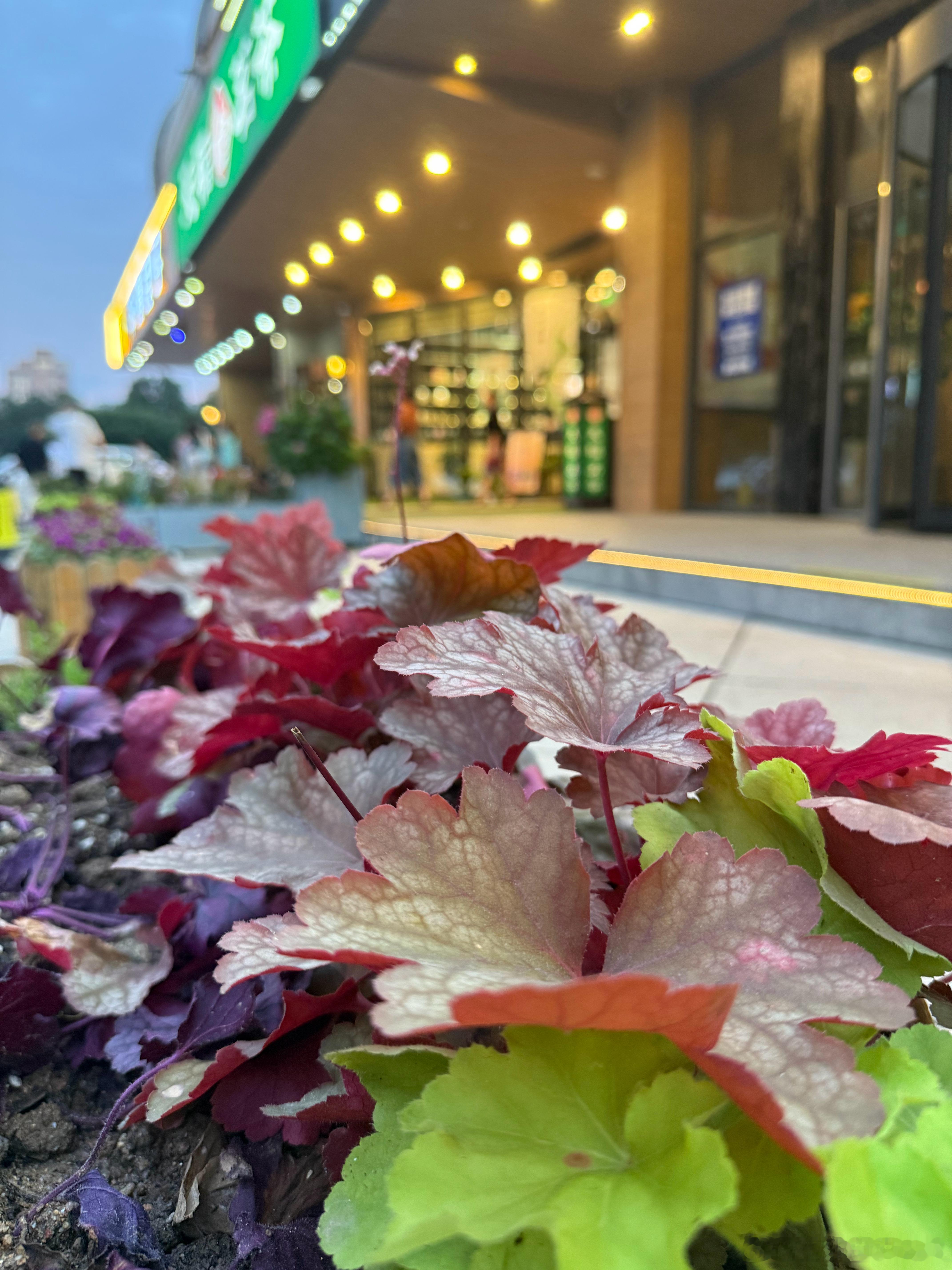 读书  「我以为沈植不会来万圣节派对，竟然来了，竟然穿的是中式古装。我跟他说话了