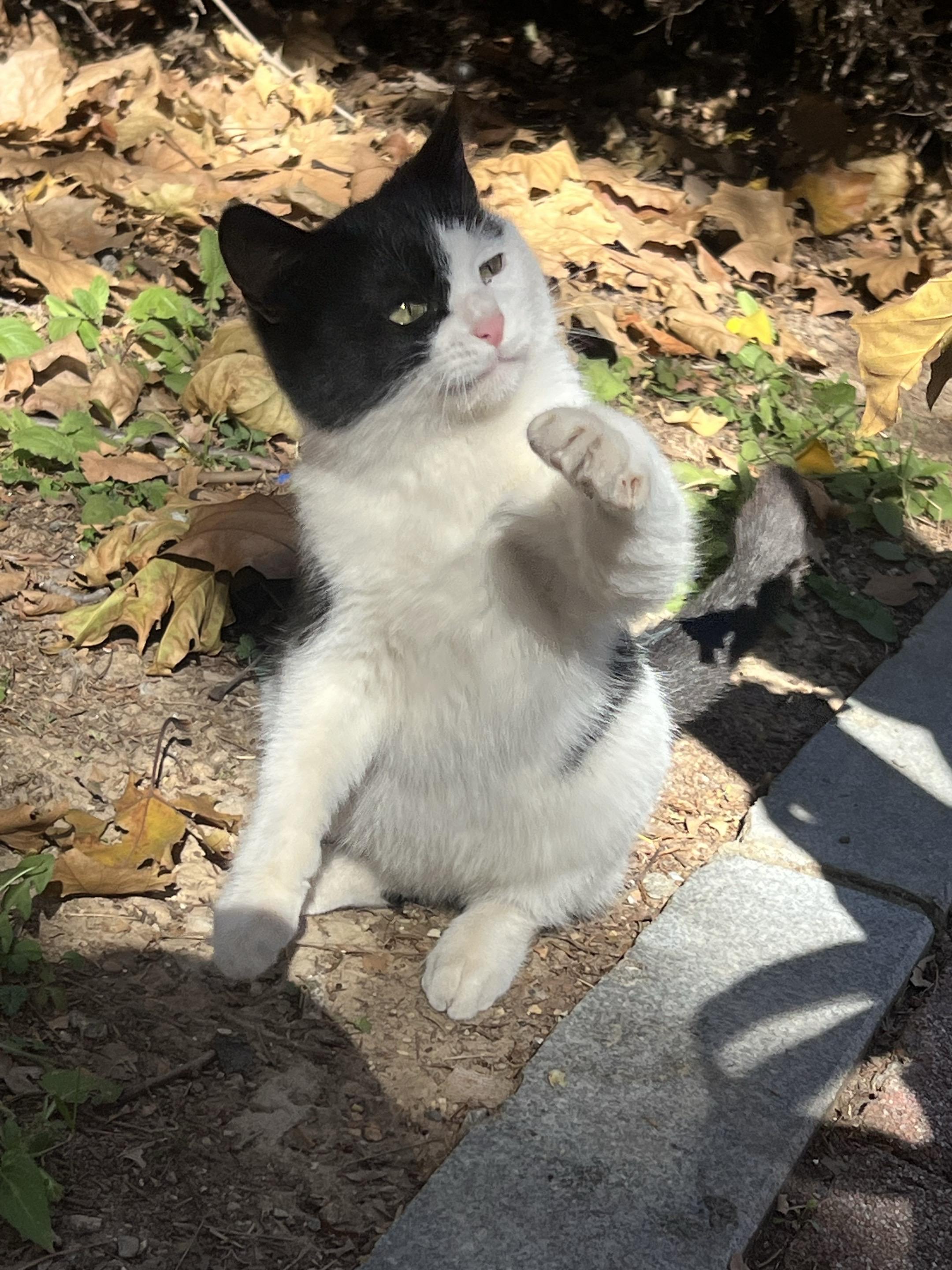 哈哈哈哈😂可爱小猫