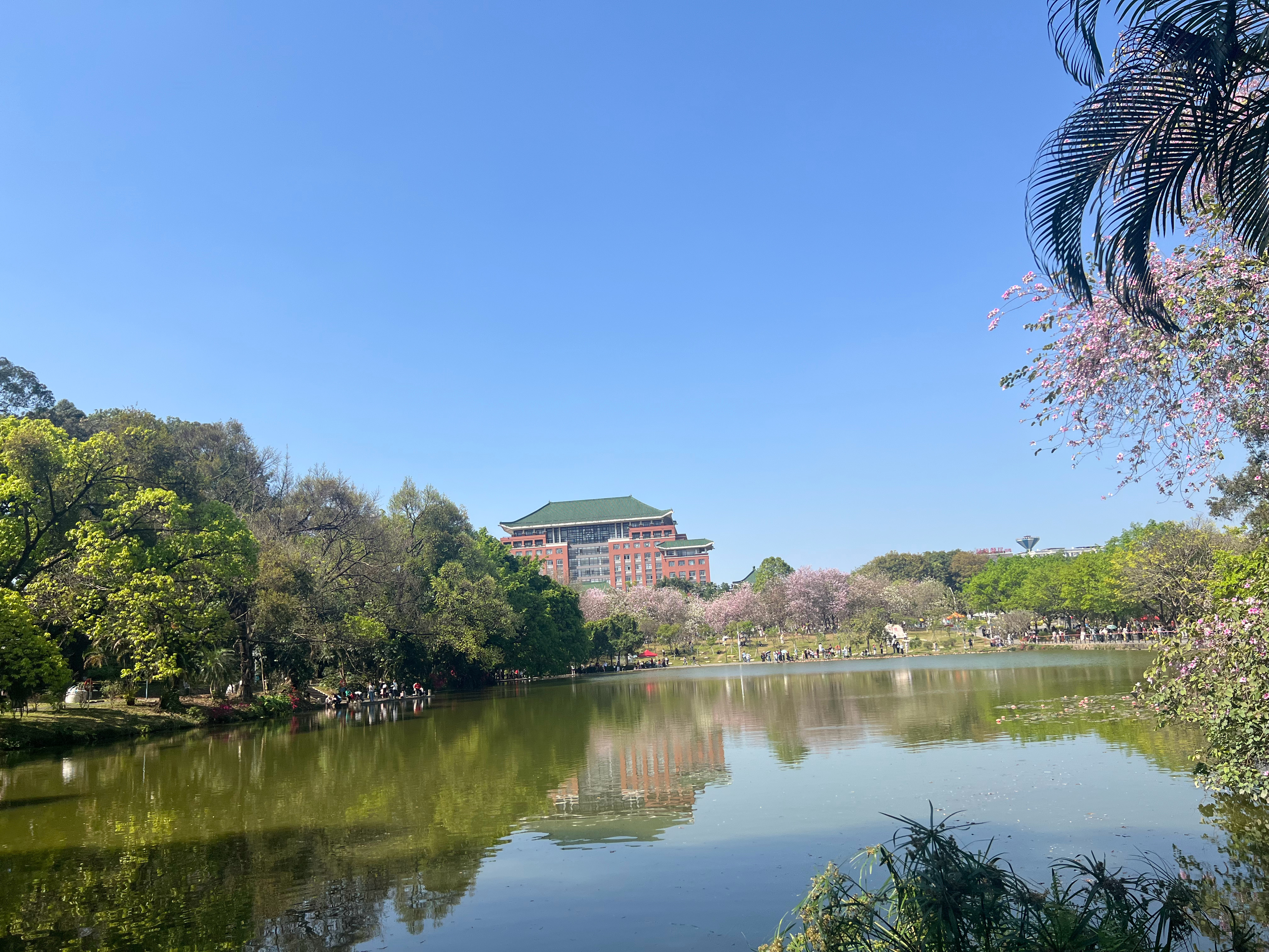 春天的华农～花开满了校园树木也发出了碧绿的嫩芽真的很美～春日许愿池微博 youn
