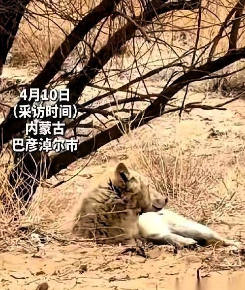 内蒙古一头野狼，干了件颠覆整个狼族认知的事。

一头编号为W07的母狼，临近生产