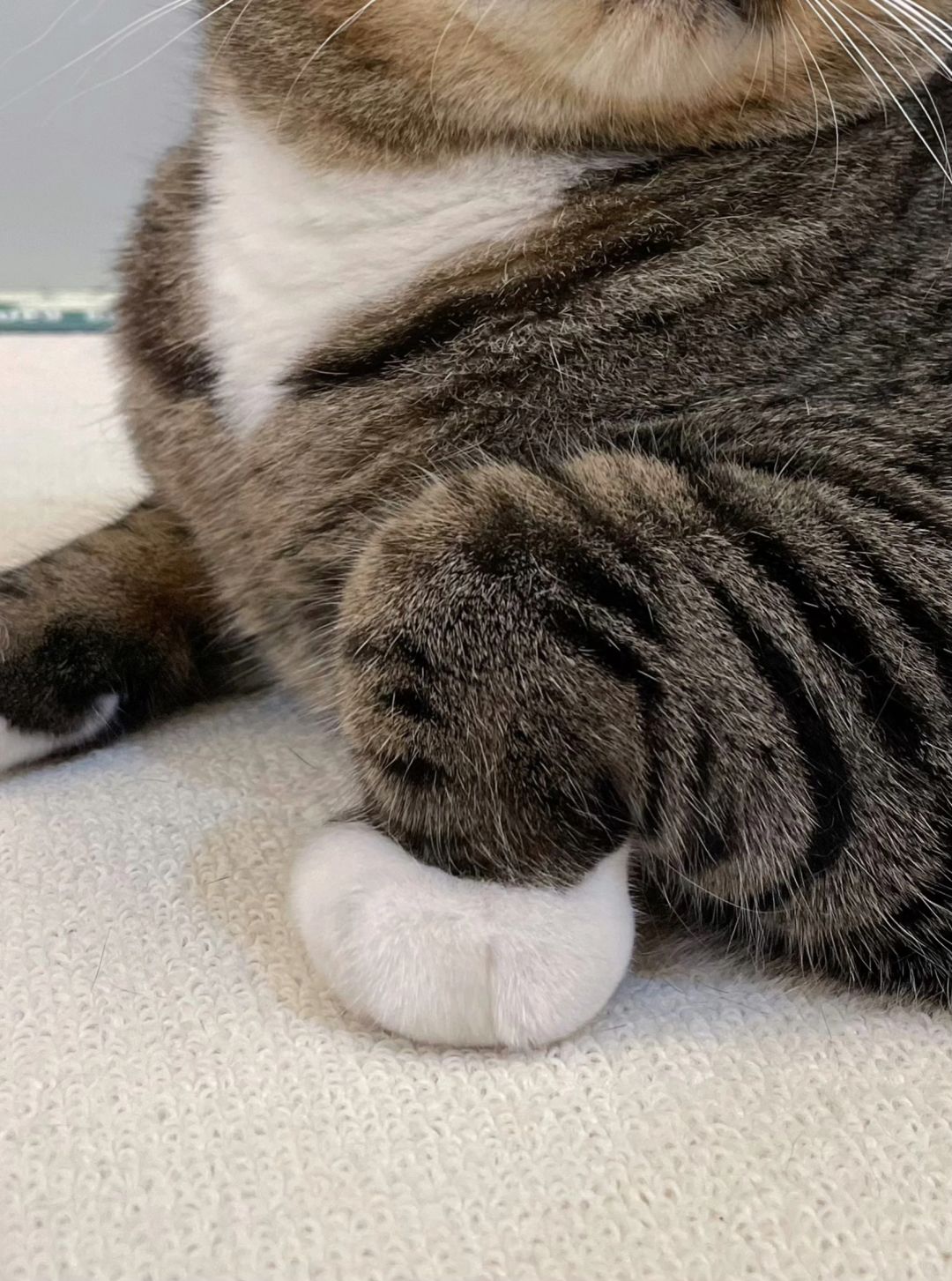 小猫咪的手为什么是这个姿势呀？