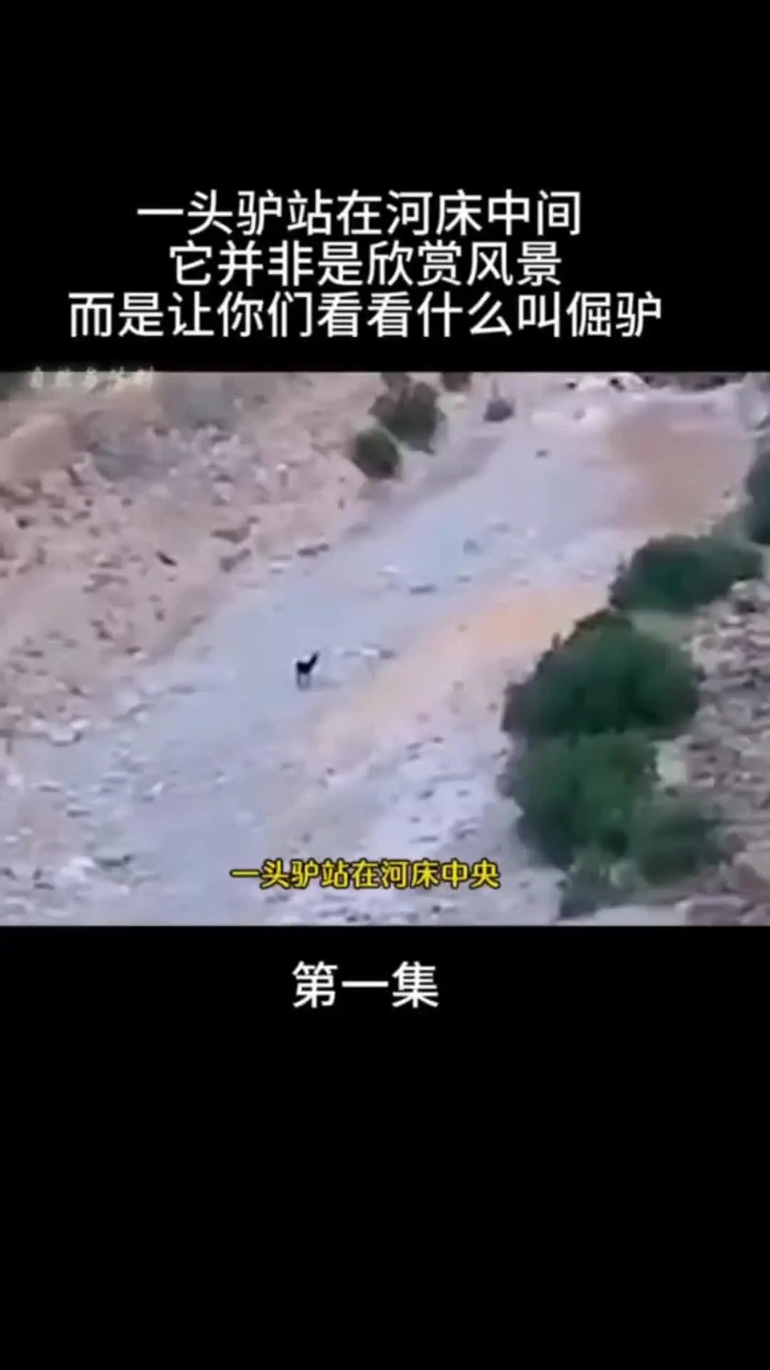 动物的迷惑行为 动物世界 神奇动物在