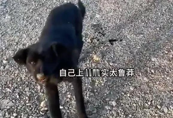 “真吓人！”10月21日报道，天津，一女子看到一只疑似受伤的狗，她放心不下，便下