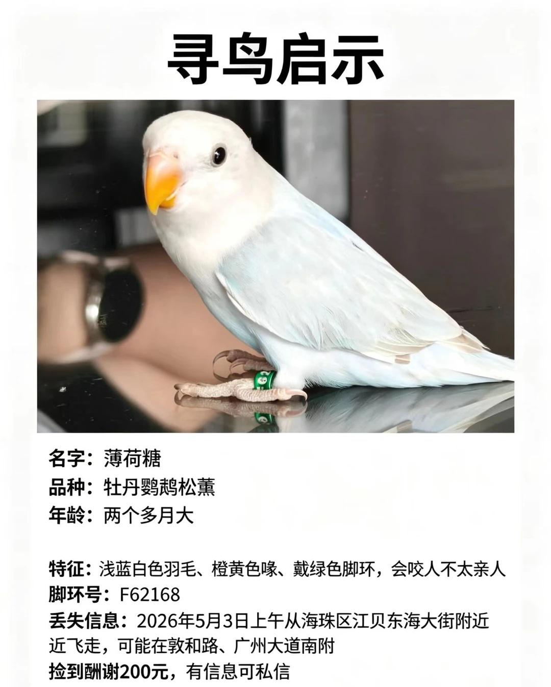 海珠区广州大道南江贝有偿寻鸟🆘牡丹鹦鹉
【寻鸟启事】
🐦名字：薄荷糖
🦜品
