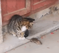 一看就是农村的猫！[喵喵]