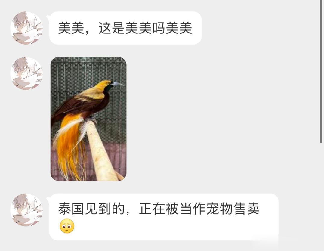 被囚禁的【新几内亚极乐鸟】野外捕捉然后被贩卖…哎 ​​​