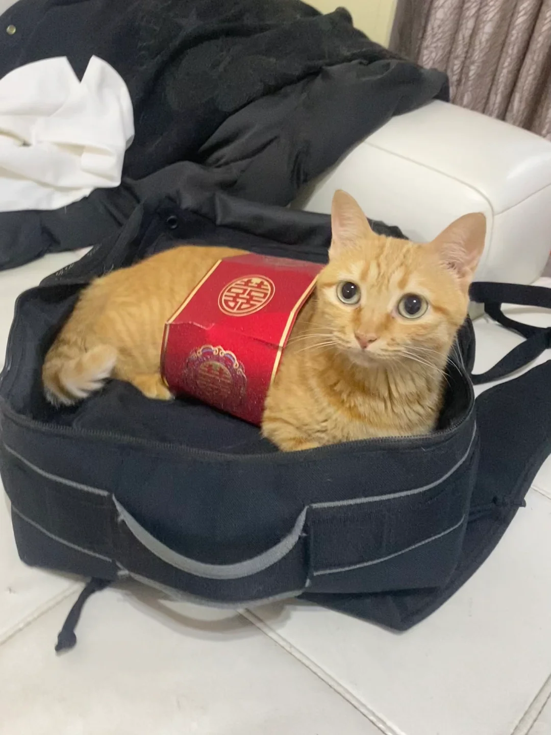 今天是喜糖小猫，快来沾沾喜气吧…