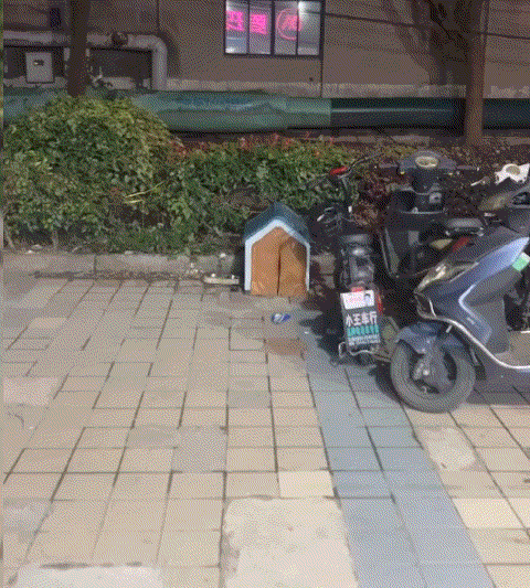 网友:是猫出了轨？还是狗劈了腿？