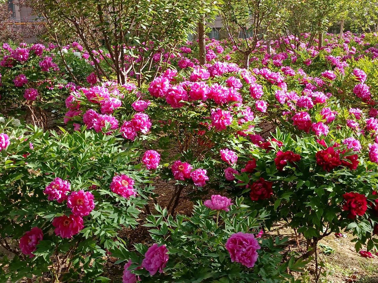 上联：鸟语花香春色美，诚邀下联山清水秀晓光家