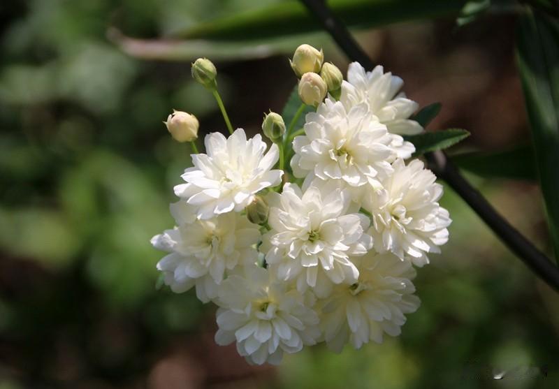 七绝|丙午清明寄
春归何处赋峥嵘，
落瓣飞扬罩宋城。
前路苍葱烟雨雾，
牡丹绽放