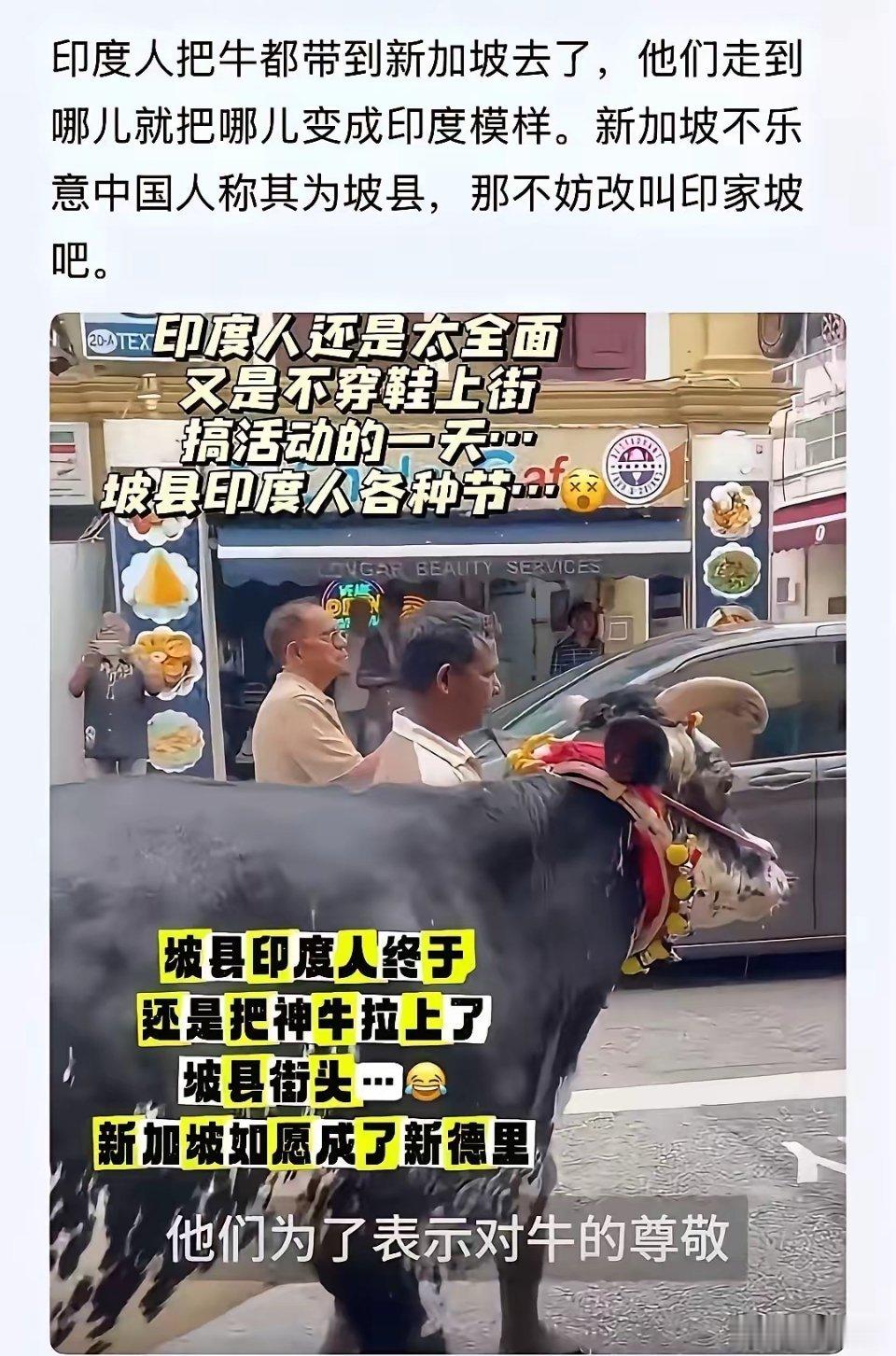 印度人终于把牛拉到了新加坡的大街上！看来印度人是铁了心要把新加坡变成印家坡，变成