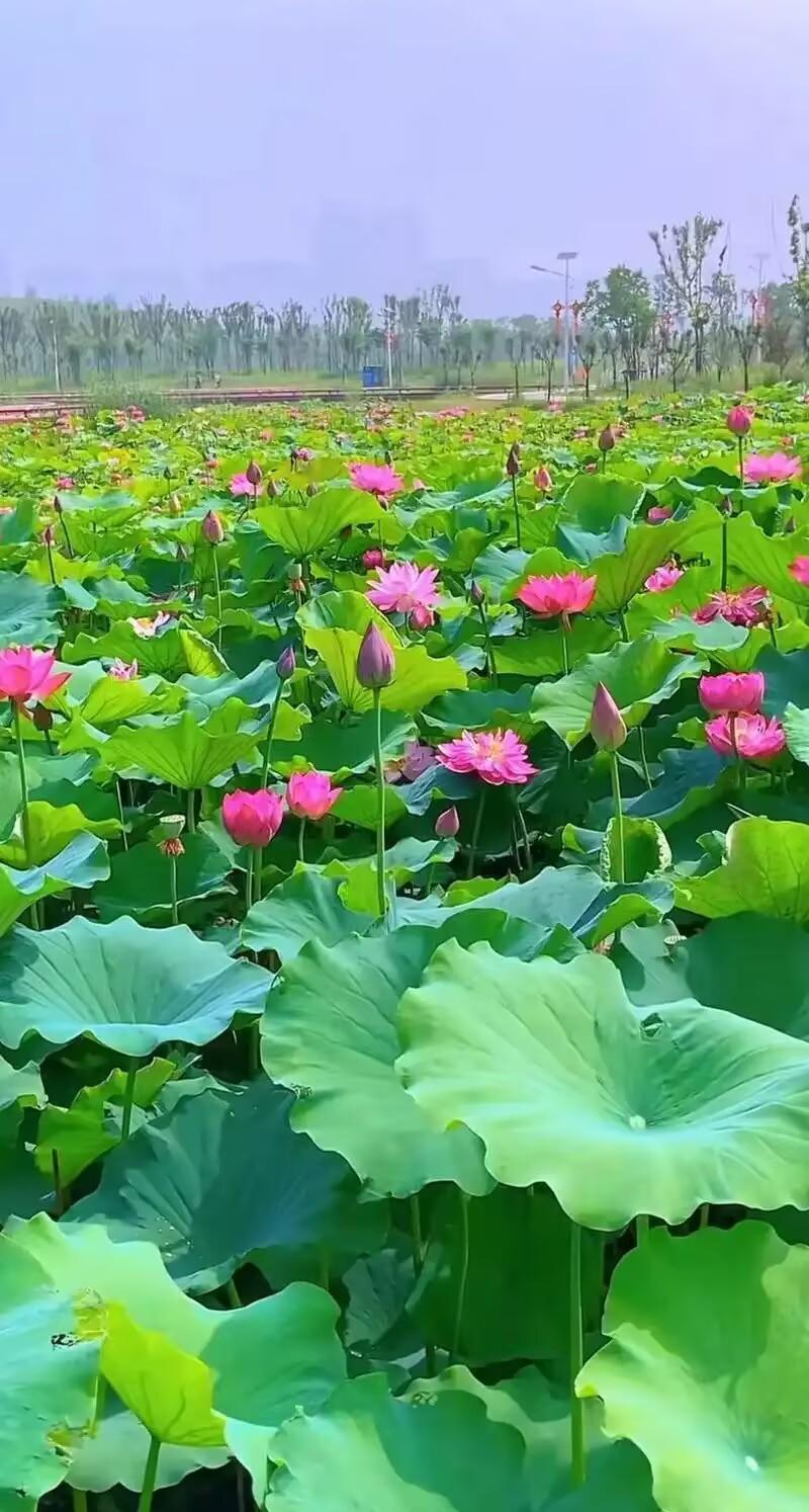 盛夏的思念，如清风拂过心弦，不声不响却入心入骨。在热烈光景里藏一份清寂的温柔，繁
