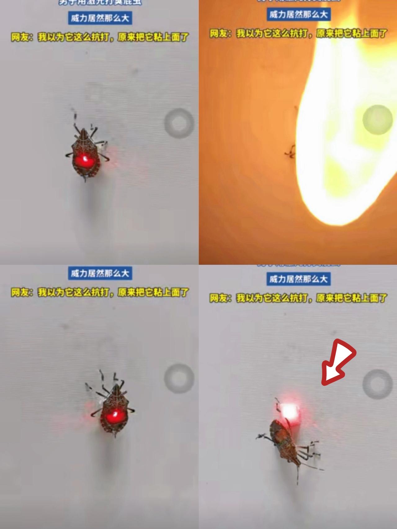 伤害性大，侮辱性强。
河南大哥拿激光炮“虐”臭屁虫的操作，看完笑到拍大腿又有点懵