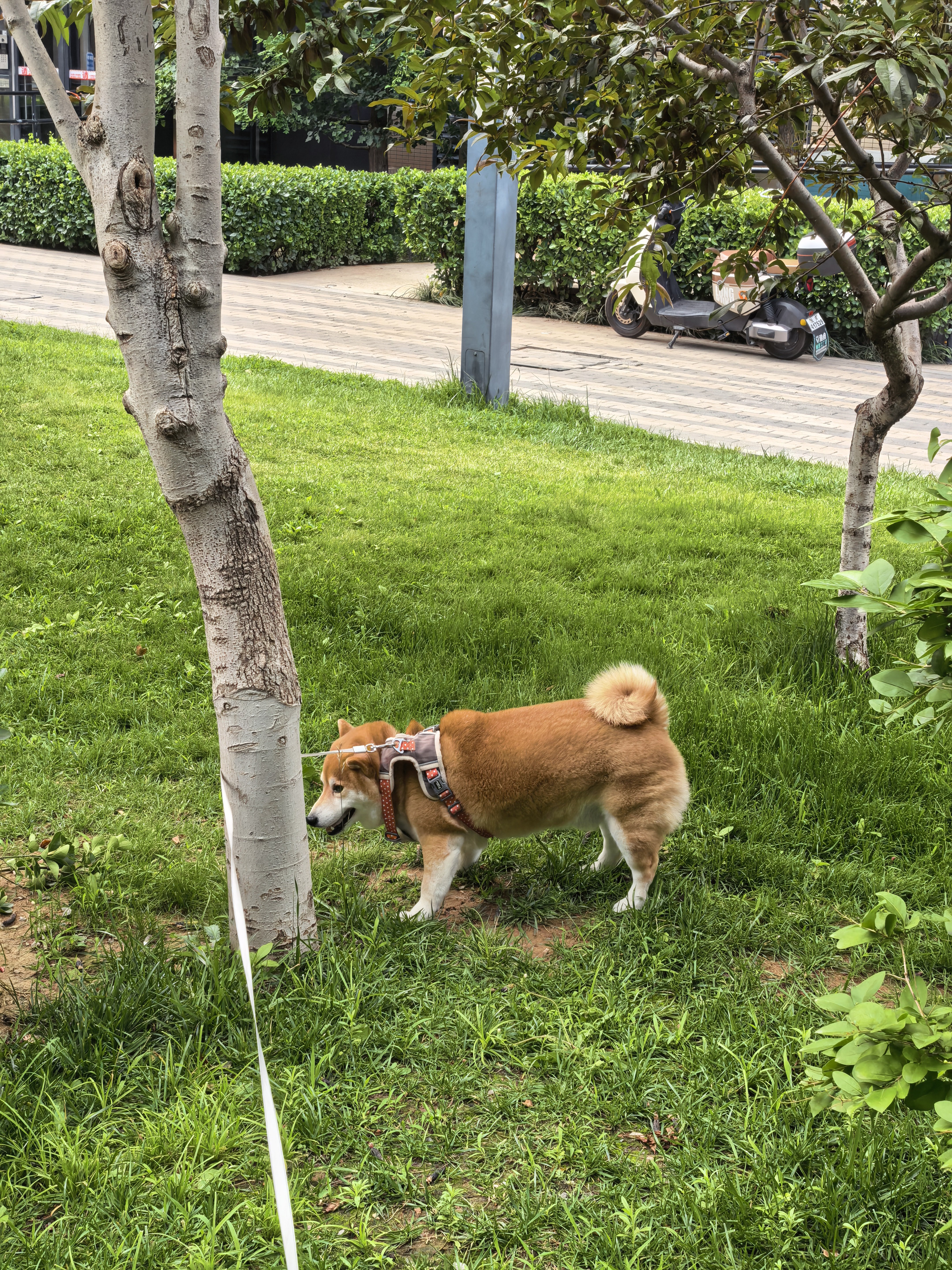 同一棵树，两个方向，养到了2只超级大犟🐶 