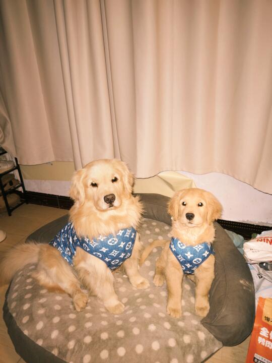 谁懂啊 养到了两只一摸一样的狗狗