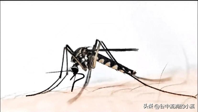 终于弄明白了
为什么今年蚊子迎来史诗级加强
不是蚊子变异了，也不是它不想走，而是