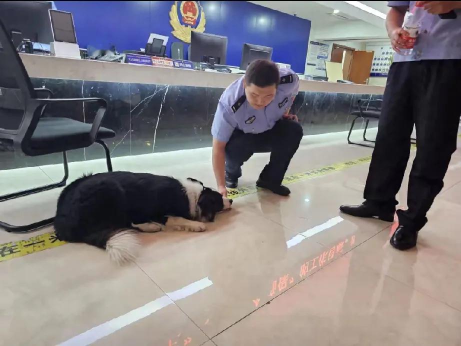 “机智汪星人”的派出所之旅

近日，重庆高新含谷派出所迎来了一位特殊的“报案者”