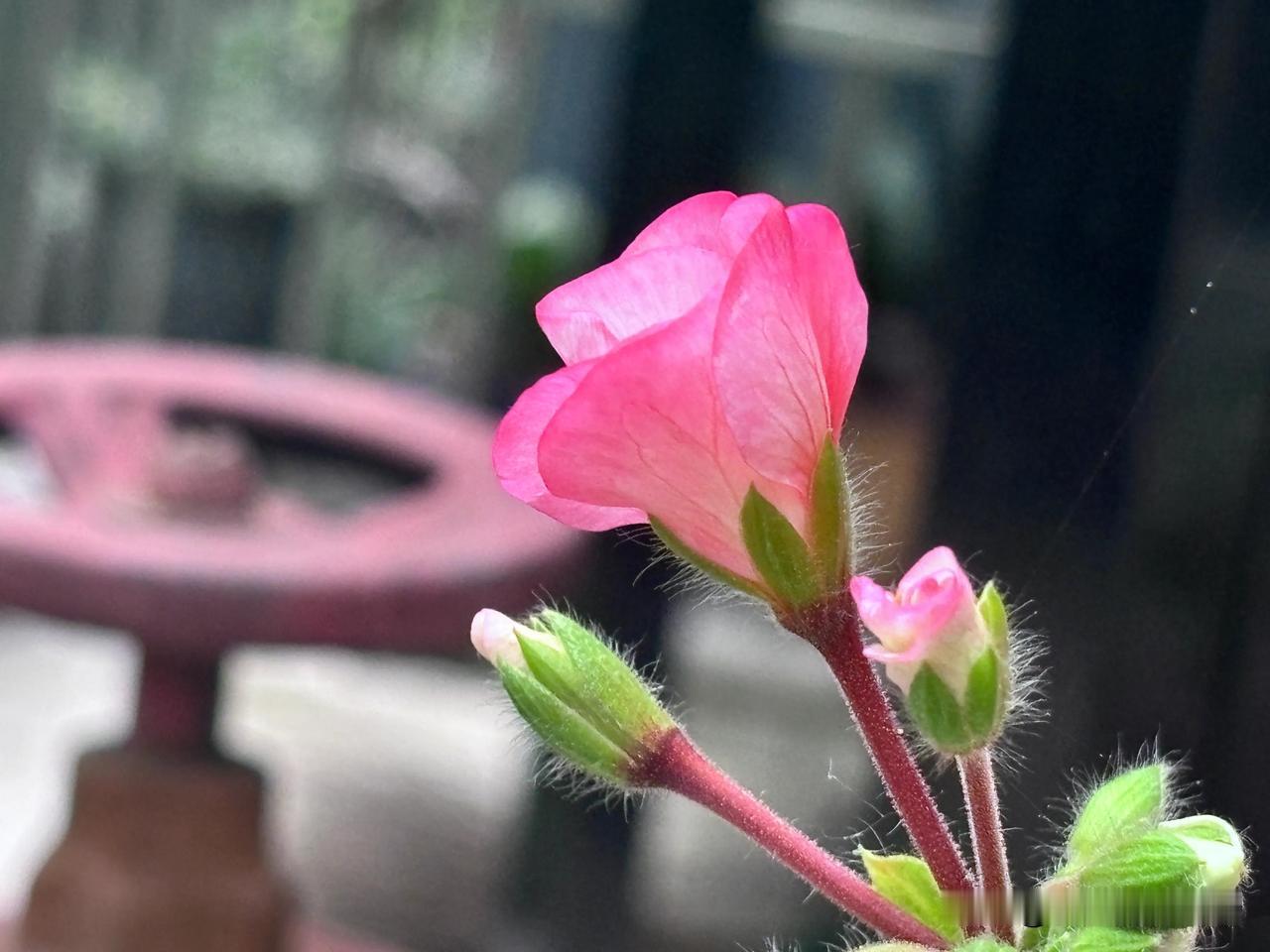 
 《春》 柳月青  

想把春天 
串成五彩的风铃 
挂在风雨桥的飞檐上 
在