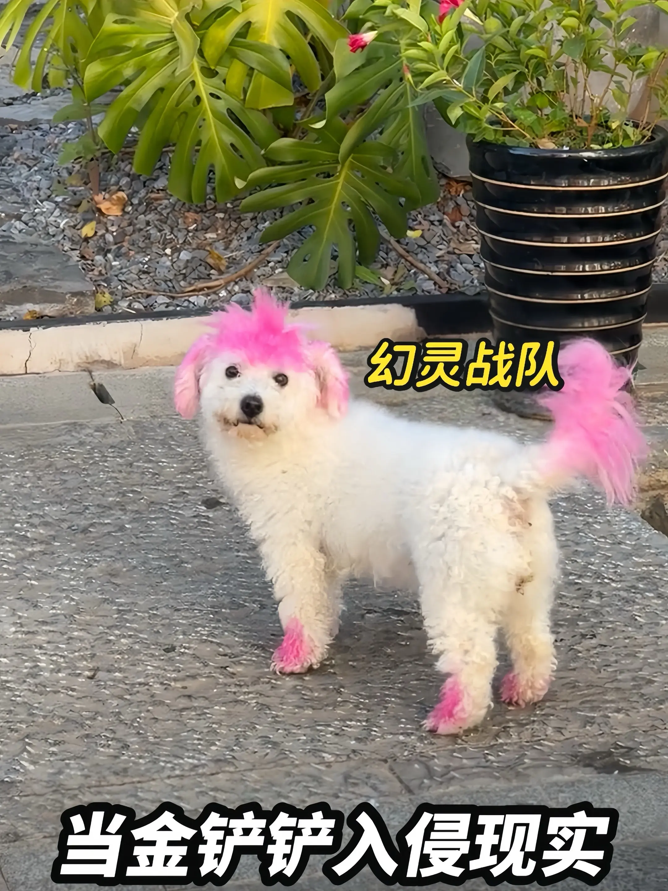 坏了这下被金铲铲入侵了….