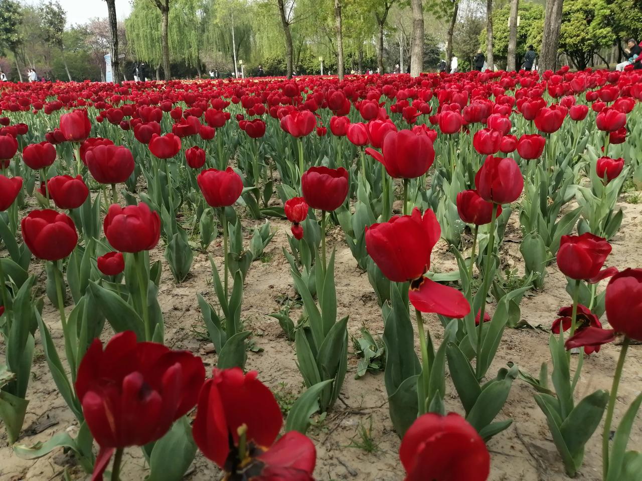 绿博园里观花卉