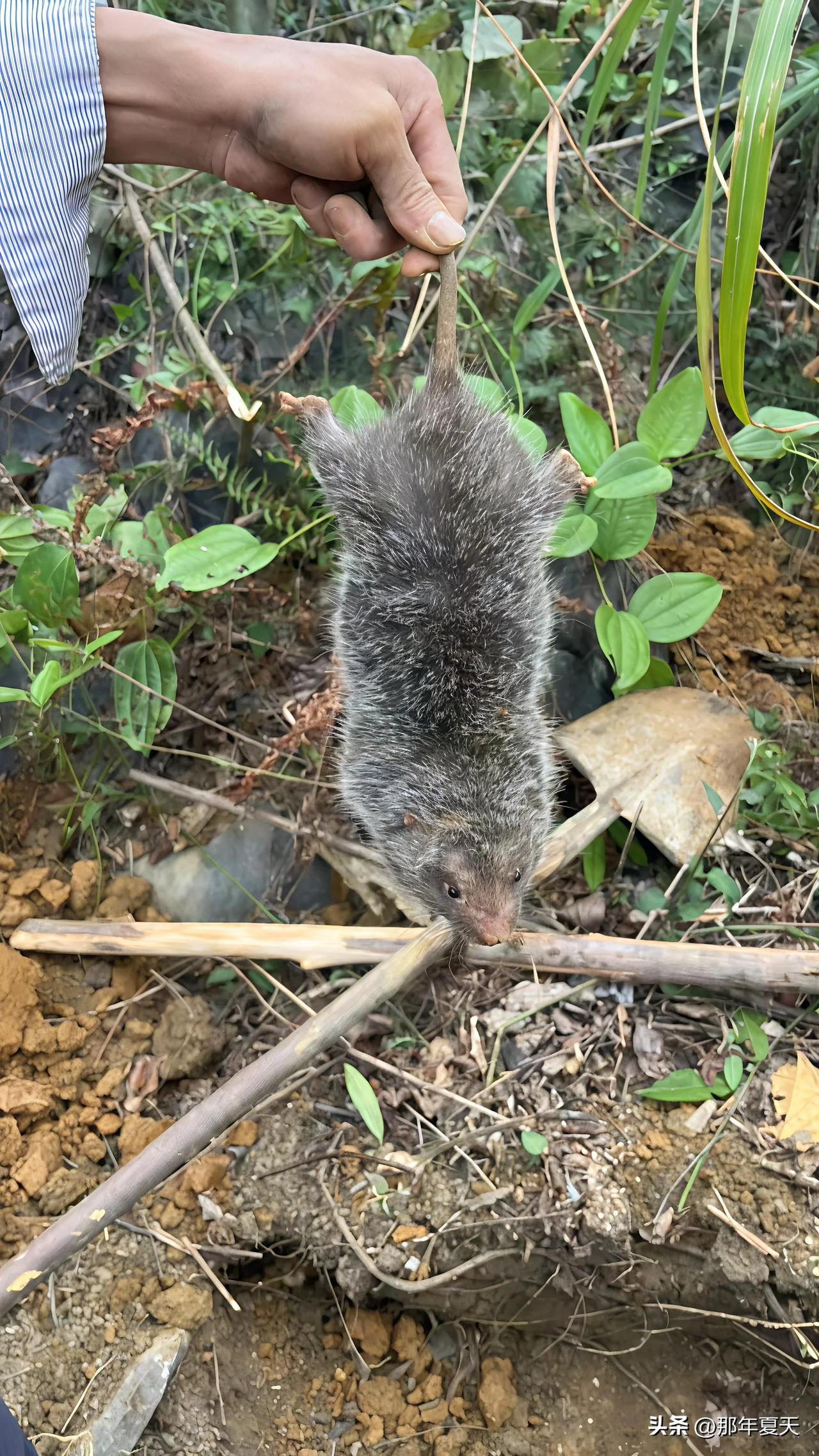 老鼠吃我甘蔗苗，真的太气人了，必须活抓它们！🐾听到甘蔗苗被啃的声音，我就知道是