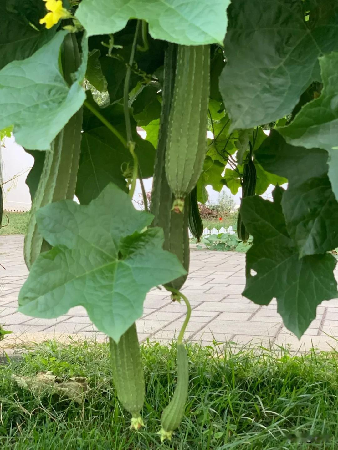 丝瓜立秋开花，还能结丝瓜吗？
立秋丝瓜开花，温度合适完全能结瓜，这就是秋丝瓜，北