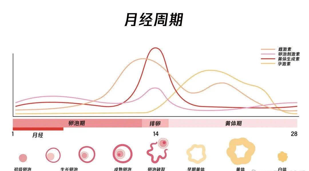 姐妹们，减肥千万不要乱来，不然真的会闭经！

减肥过度、体脂率降低过多，会造成垂