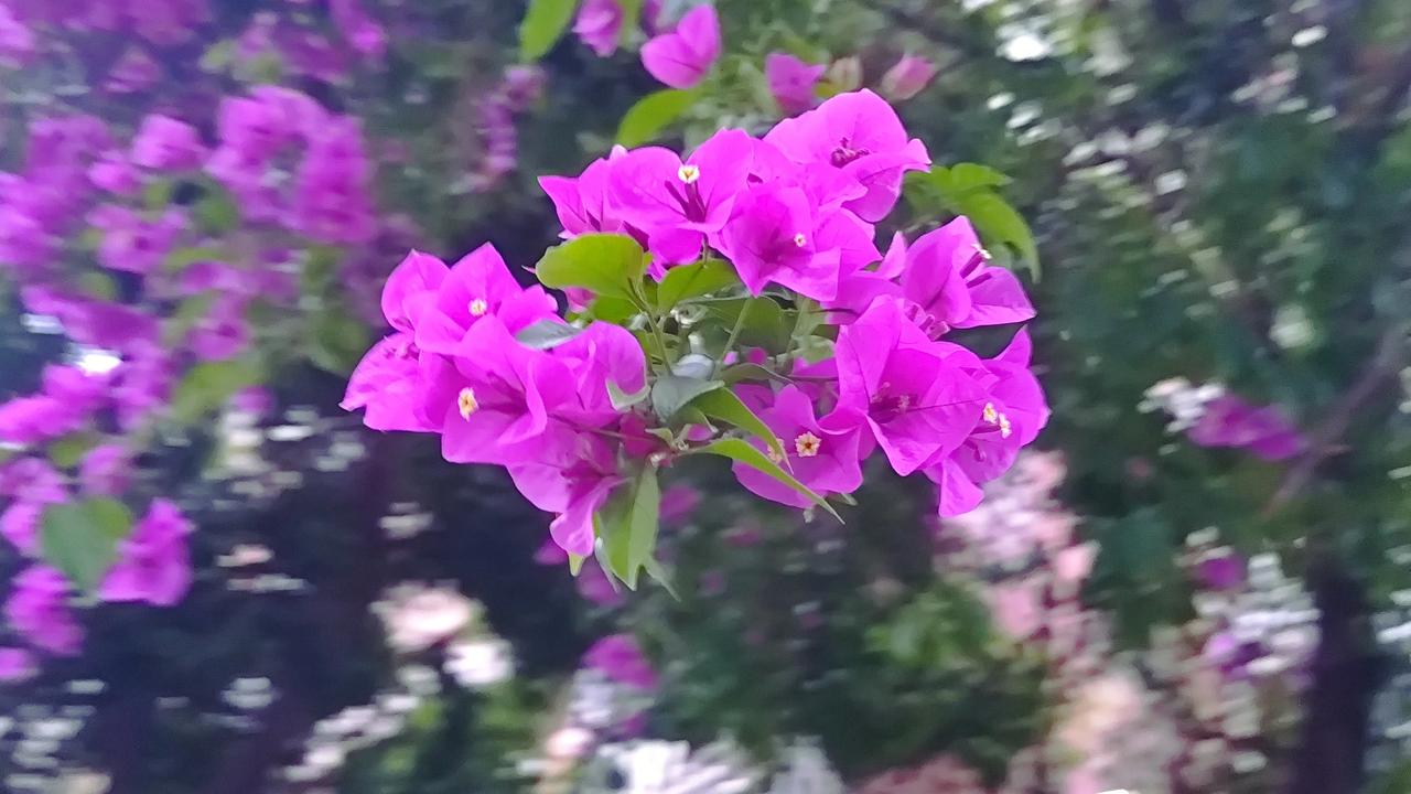 记录我的2026小区里的三角梅开花了，真是美不胜收！随手拍摄的花草树木