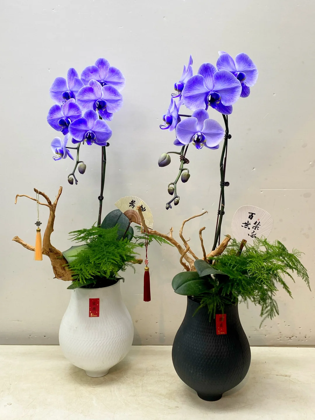 每日做一款与众不同的兰花No.306