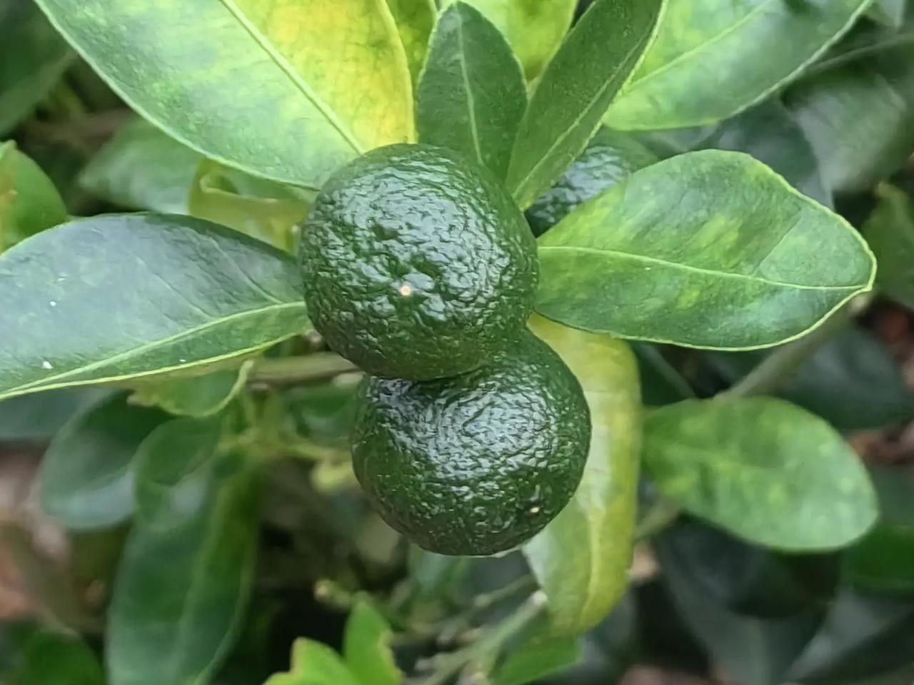 小金桔的花特别香，有种幸福的味道。