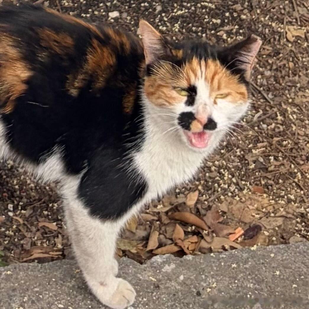 50459【丑猫】 