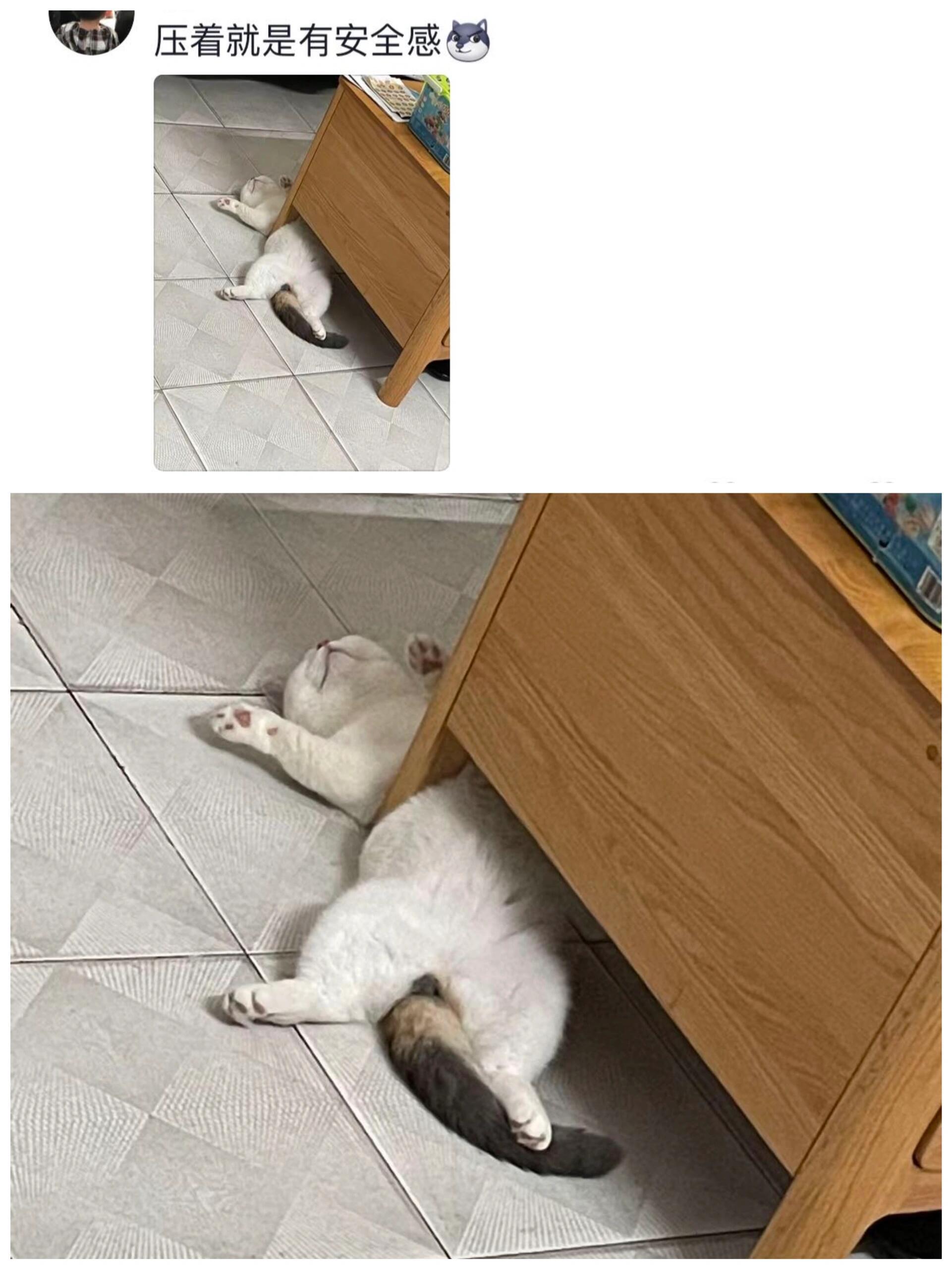 《猫科动物在睡着的时候是很警觉的》 ​​​