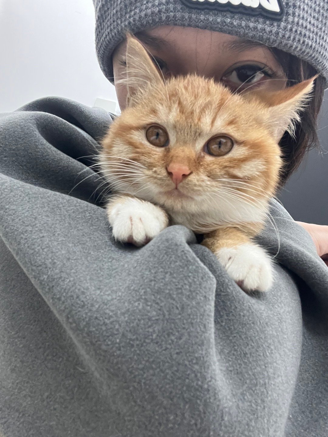 逐渐变态~ 小奶猫真好吸啊（已经有领养人了，果然！他是抢手货）#萌宠初冬日记##