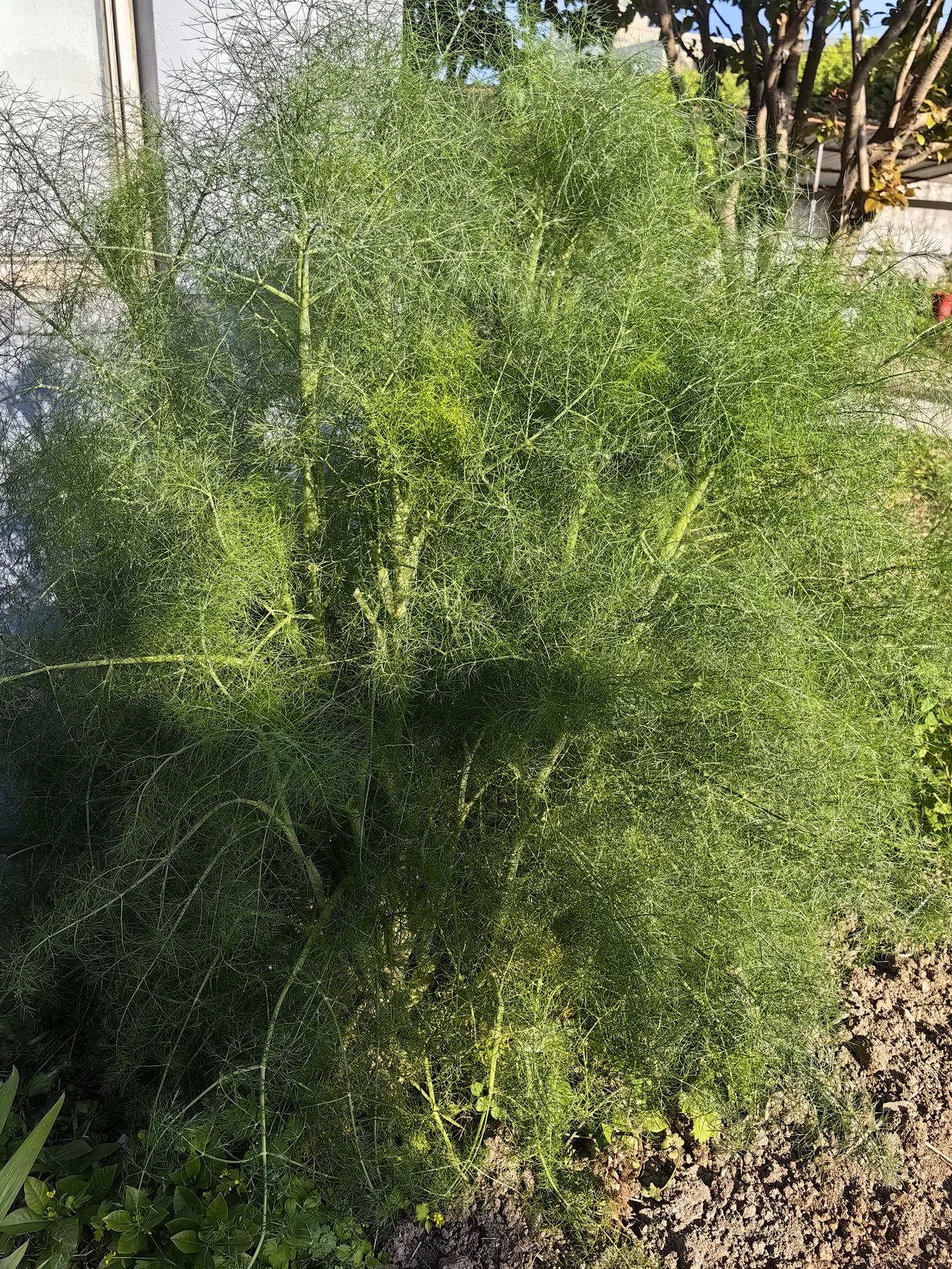 也有人说茴香可以作为饺子的馅，包饺子。
这个我还没有试过。