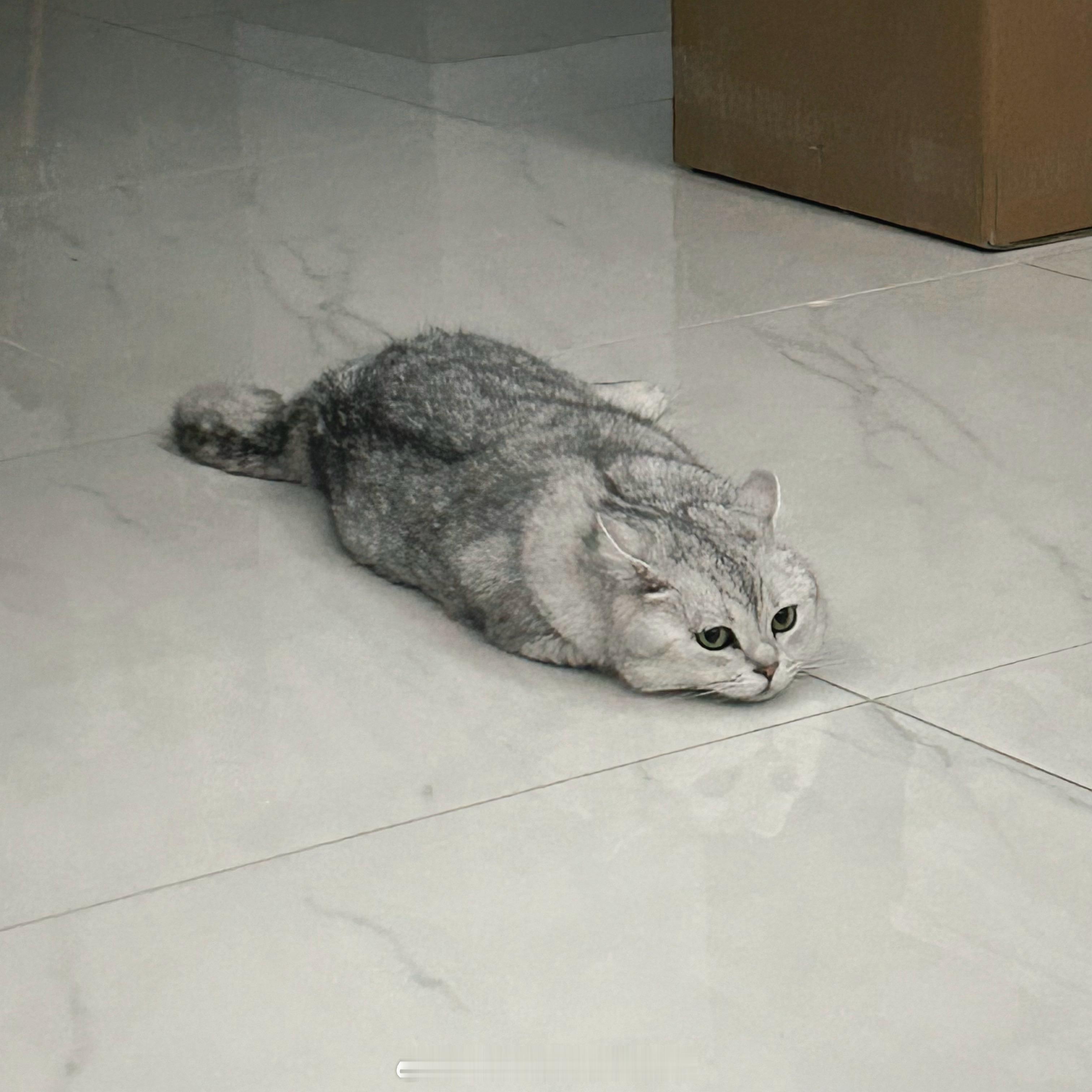 宝宝你是一只大老许#喵趣横生# ​​​