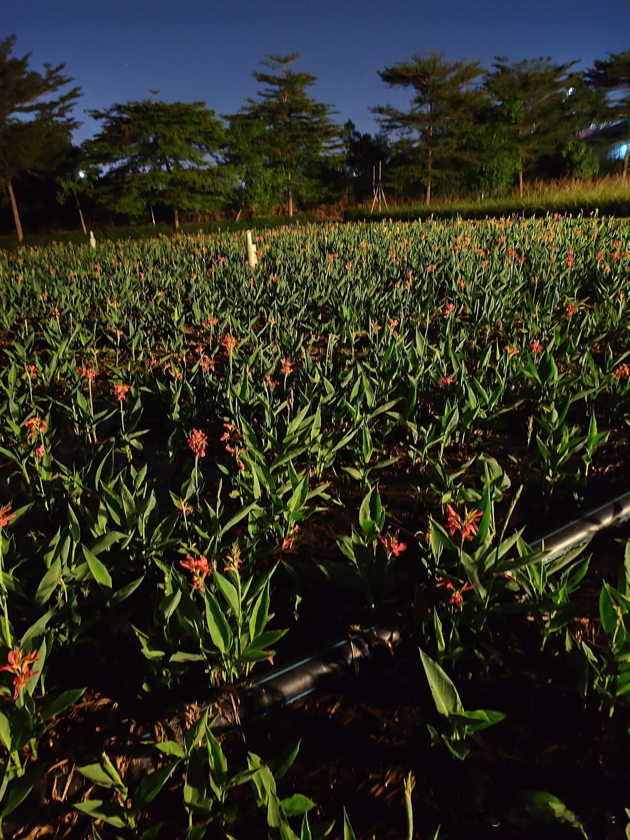 如果中国只剩下汉字，不再有黄皮肤，那么，中国永远不可能再次复兴了。