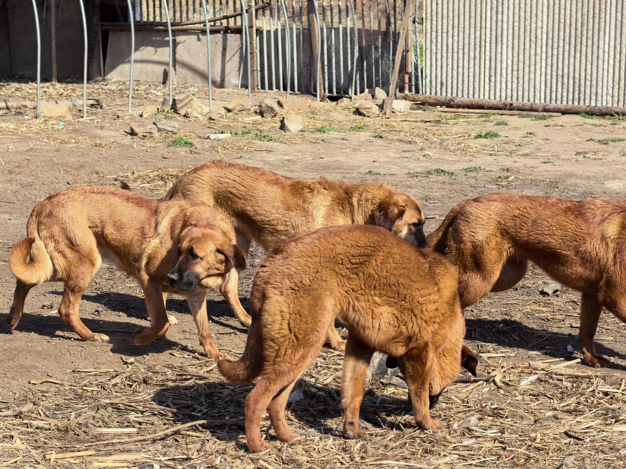 中华田园犬（纯纯农村大笨狗）[赞][赞][赞]