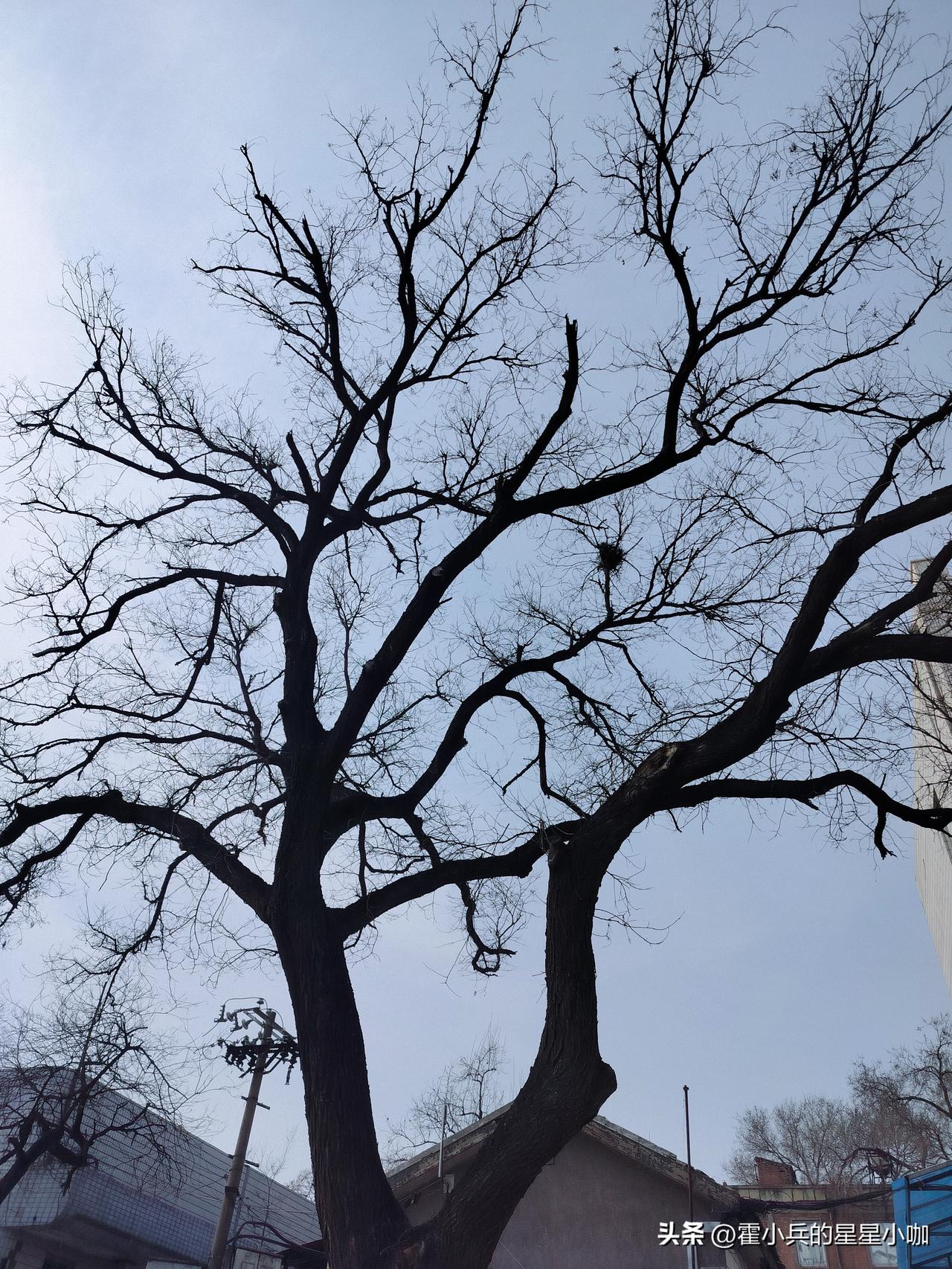 天南地北大拜年