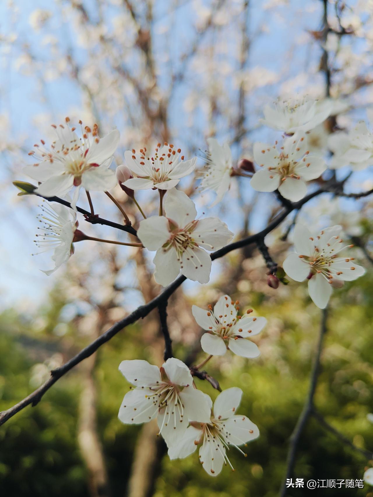 在武汉，我找到了比樱花更治愈的树。

周末解放公园，樱花下人挤人像早高峰。我逃到