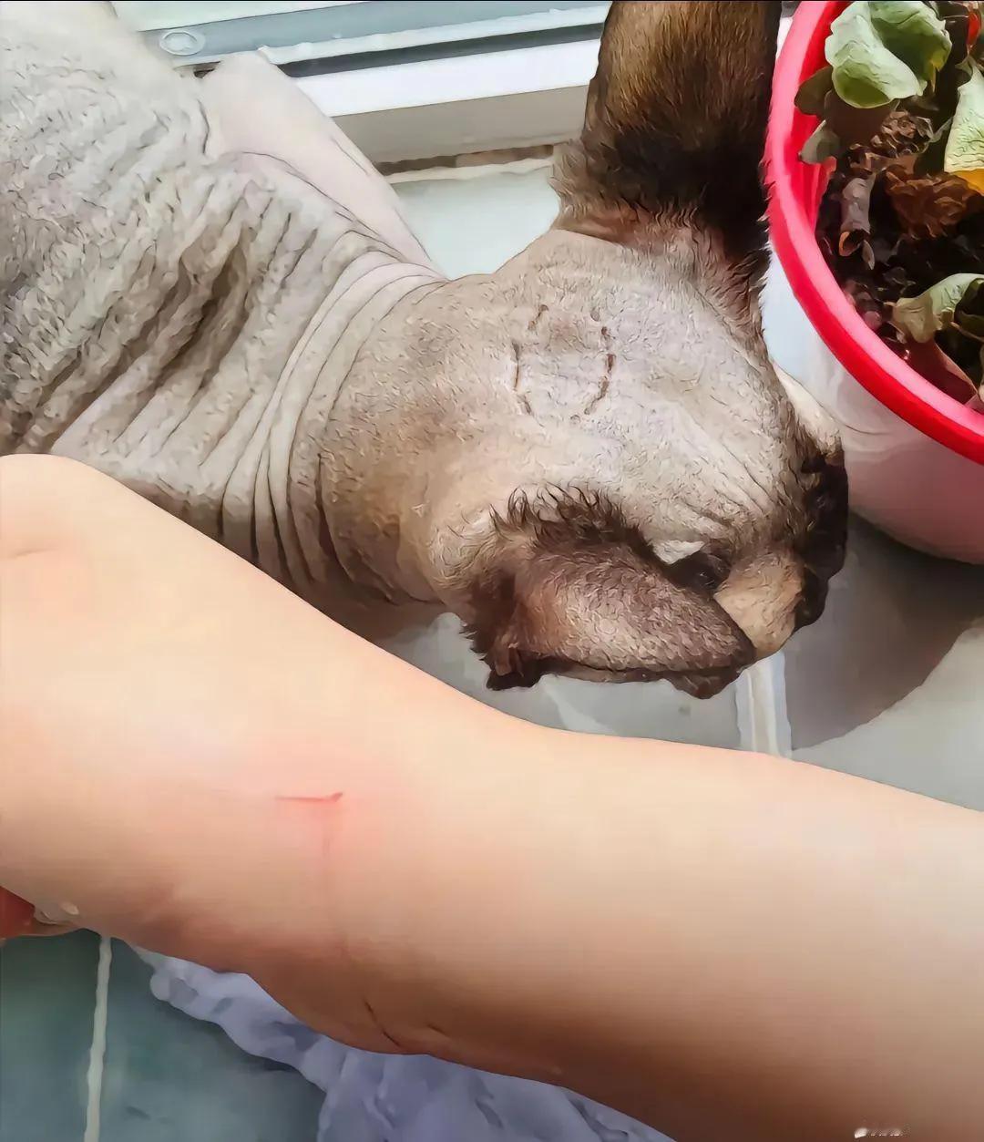 被猫抓伤了要不要打疫苗？
