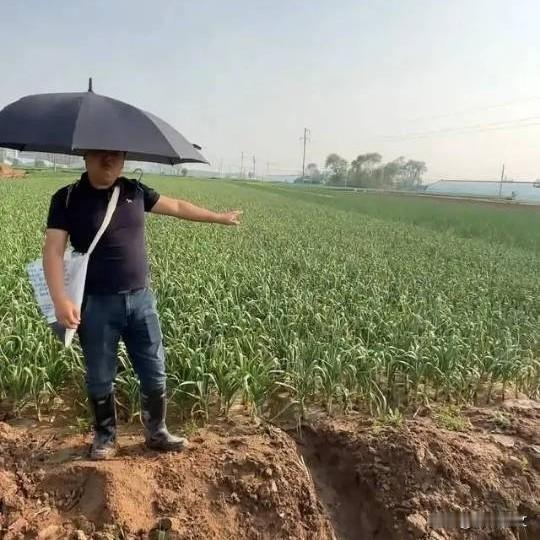 河南大哥蒜薹丰收愁坏了！直接喊话：免费来抽，管够
 



谁能想到！河南一农户