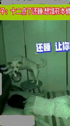 狗狗半夜饿了，拿饭盆砸主人脑袋讨吃的
 半夜家里上演搞笑一幕，狗子肚子饿得咕咕叫