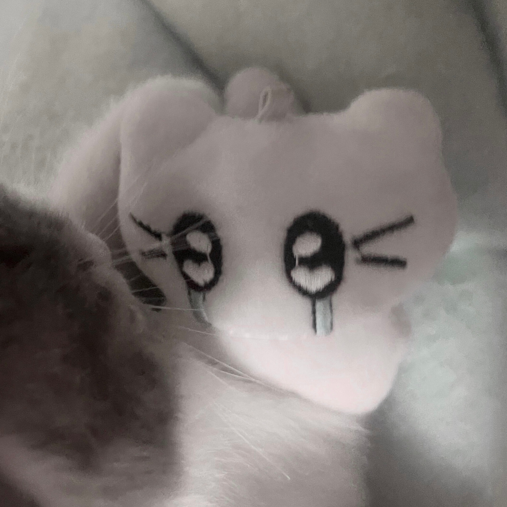 小猫🐈 