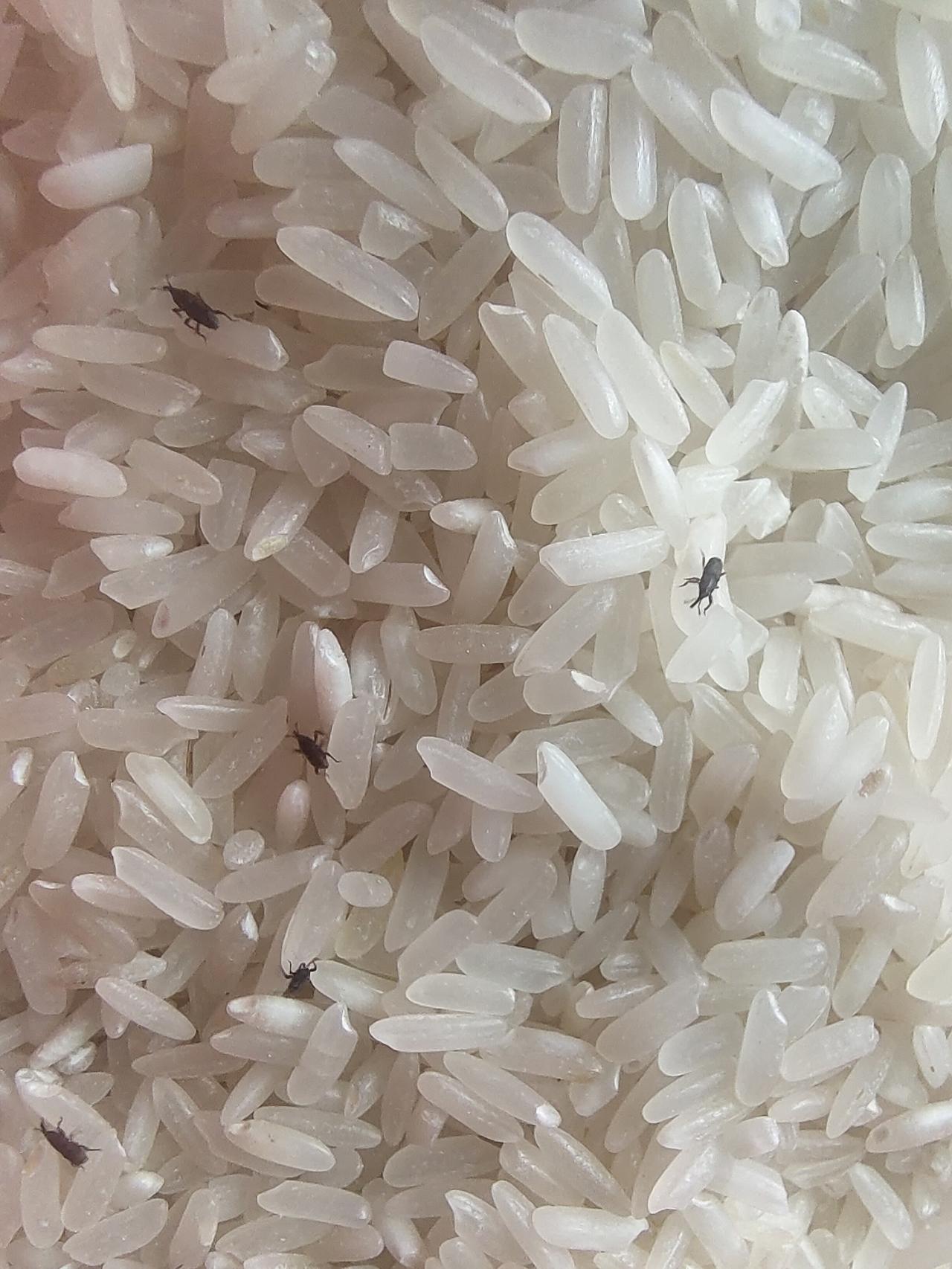 我家米缸里惊现“象鼻怪”！这米还能吃吗？


今天打开米缸准备做饭，竟然发现大米