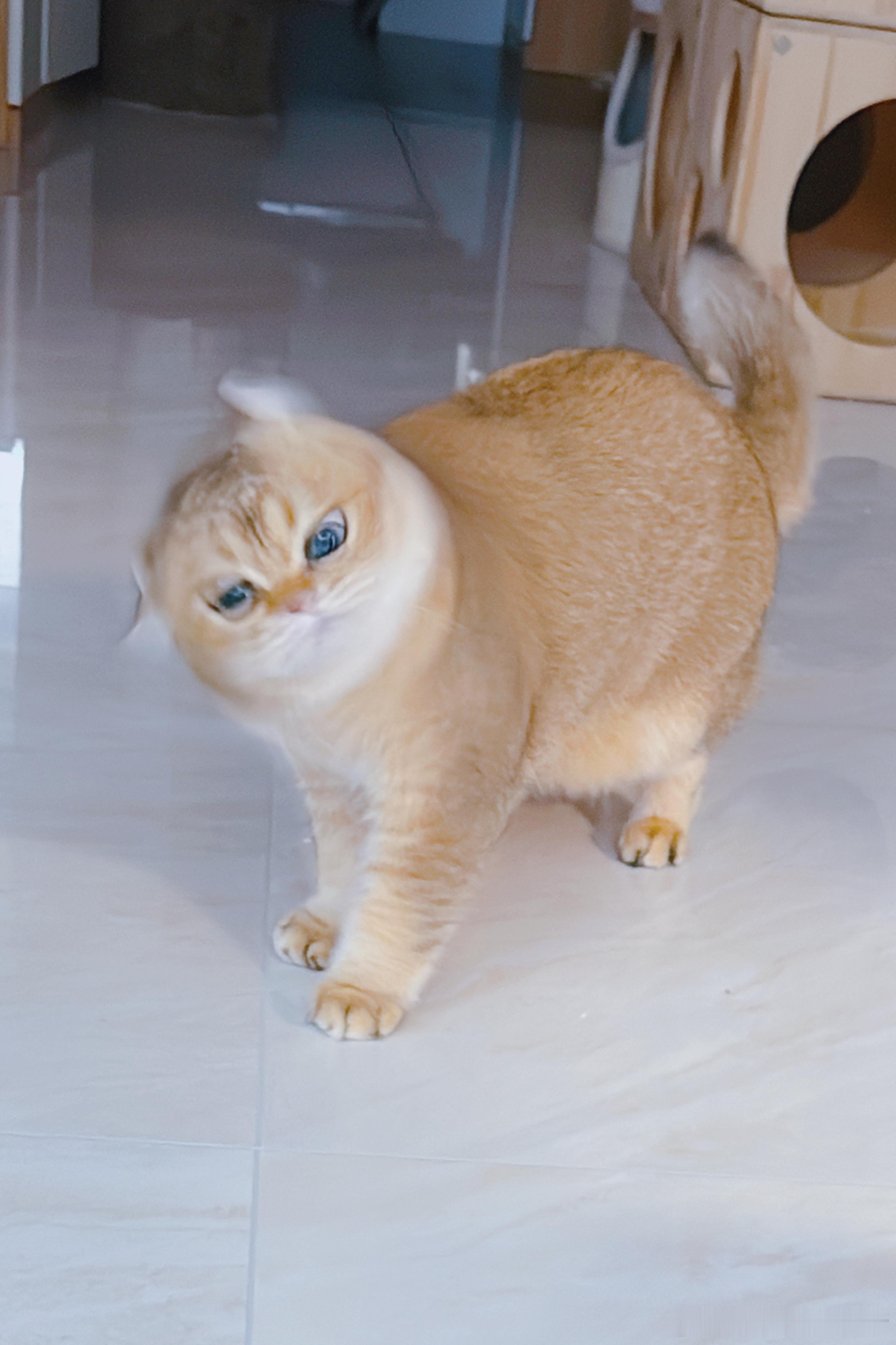 螺旋猪猪斩 