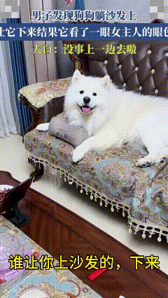 太可爱了！山西，一男子发现狗狗躺沙发上，于是让它下来，结果狗狗看了一眼女主人的眼