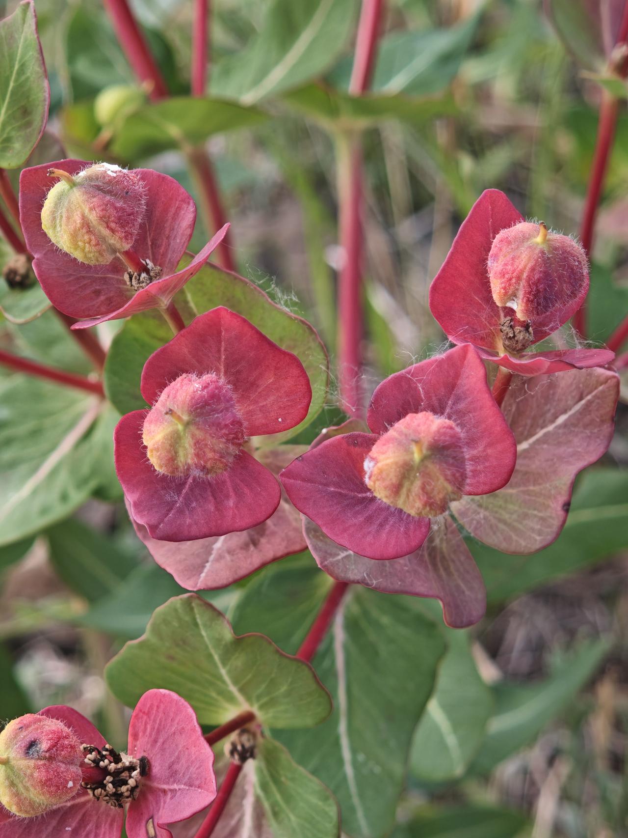 登高见山花
文/夏文辉

山花烂漫映晴空，同学登高笑语同。
莫问风光何处好，此心