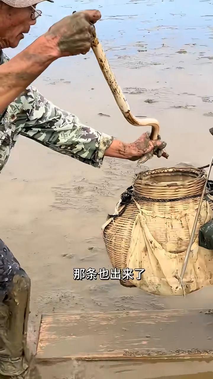 十斤大土龙(下)。
有一斤多，这土龙在塑料袋下钻进去的，不留意就看不到洞。钻了一
